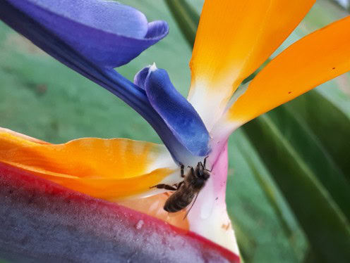 Bee collecting honey nectar from Bird of Paradise flower with striking tropical colors